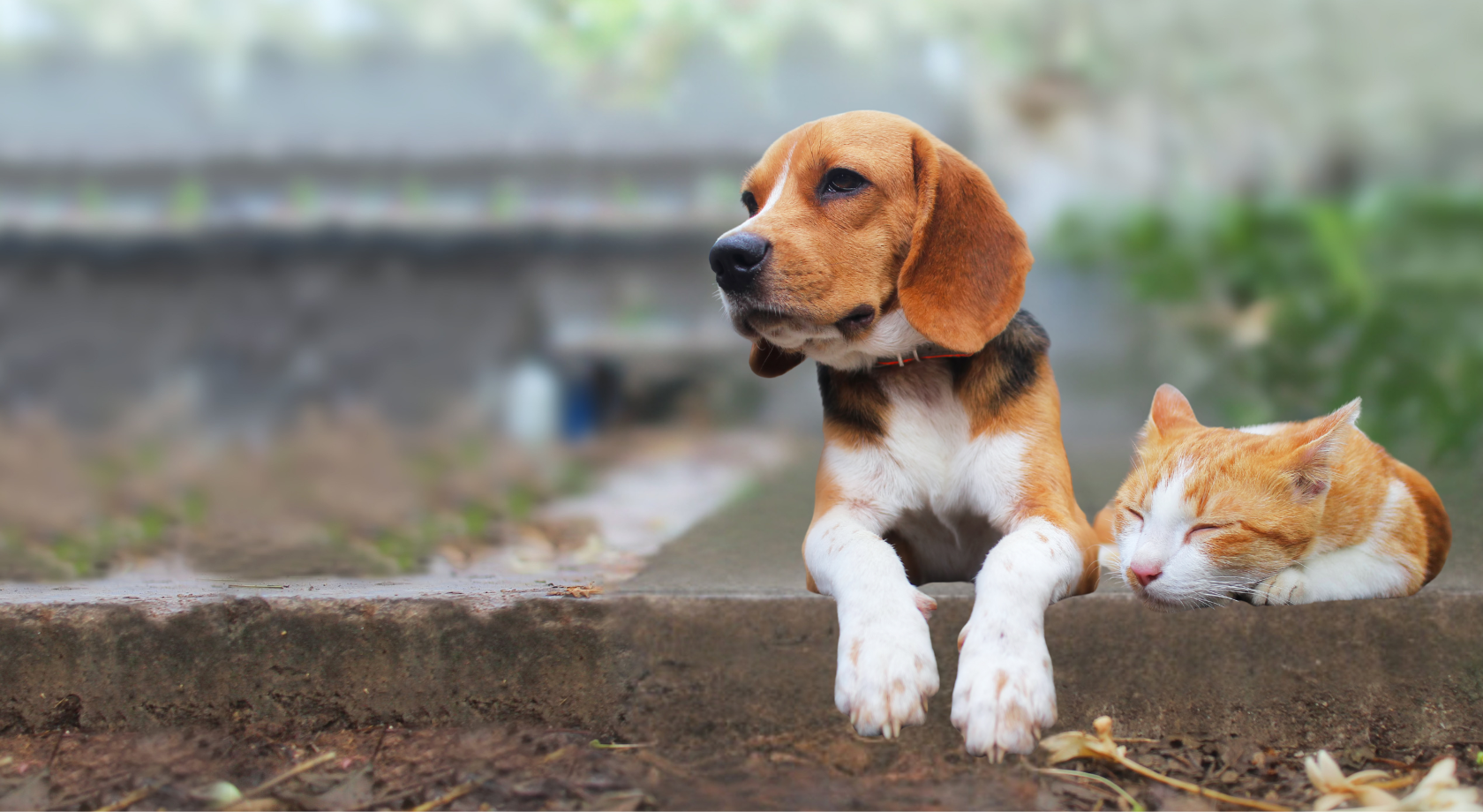 Help Support Local Pets